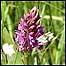 Flower at Somerset Levels