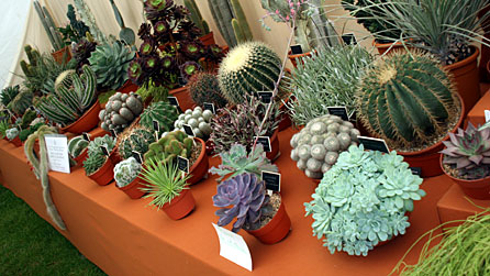 Succulents