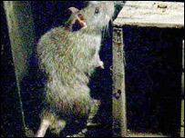 rat203.jpg