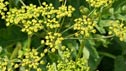 Daucus carota