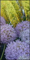 Allium Lucy Ball 