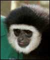 A Gibbon