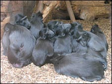 10monkeys.jpg