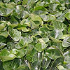 Asarum