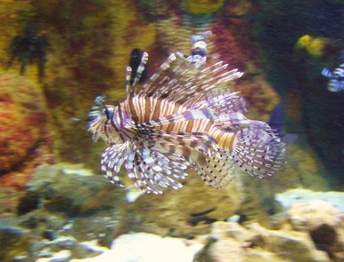 Tropical fish