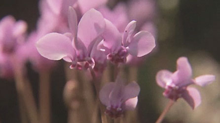Cyclamen