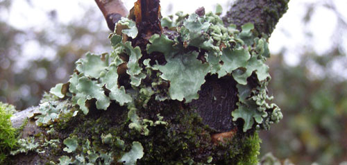 physcia