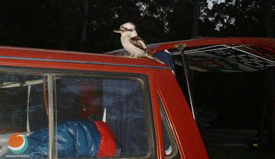 kookaburra