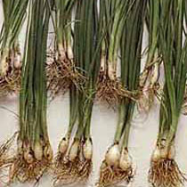 Spring onion
