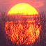 Farm Activities (Image: Farm sunset)
