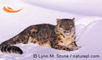leopard