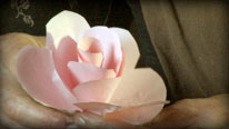 Build up the rose flower