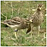 Stone Curlews
