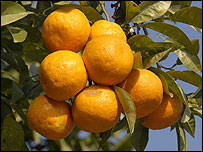oranges