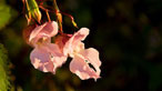 Himalayan balsam