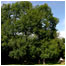 Ancient oak forest courtesy of Forestry Commission