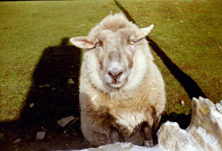Rocky posing (2004)