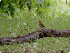 bioblitz