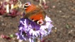 Peacock butterfly