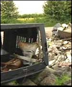 Rubbish