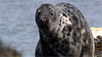 A seal on Bardsey
