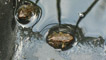 Frogs