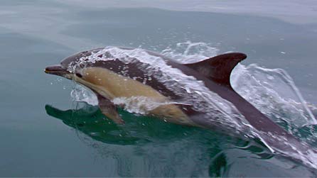 dolphin3.jpg