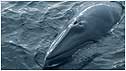 Minke Whale c/o Hebridean Whale and Dolphin Trust