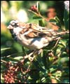 Sparrow