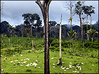 Floresta amazónica