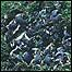 Lichen c/co English Nature