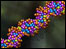 DNA