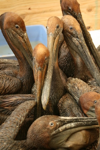 oilpelican.jpg