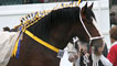 Day 4 - Shire horse