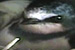 Swallow