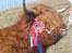 Highland Cow