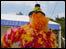 Some silly thing from the Battle of Flowers 2003 - we didnt have anything better