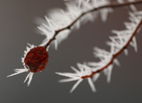Winter berry