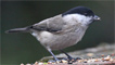 A marsh tit by Moses Davies