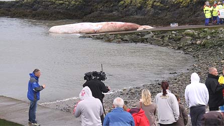 minke_whale.jpg