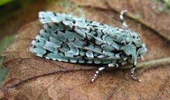 A Merveille du Jour moth