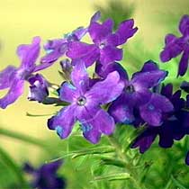 Verbena