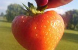 berry.jpg