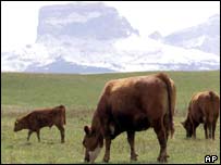 Vacas