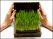 Chives