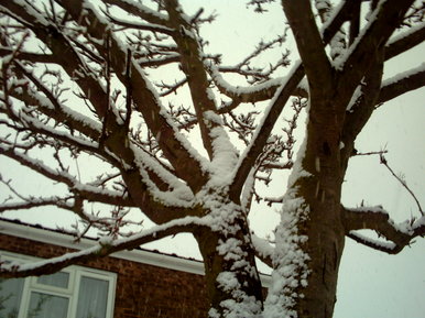 Snowy morning