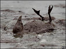 Dying bird