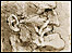 Detail of sketch by da Vinci