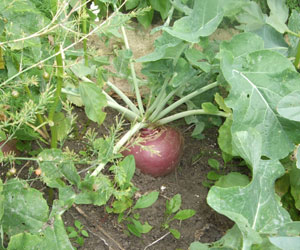 beetroot
