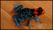 Ranitomeya benedicta (foto: Evan Twomey)